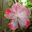 azalea