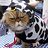 moocat